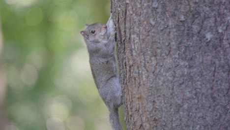 una sola ardilla se aferra y baja de un árbol alcanzando el suelo