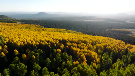 thick grove of quaking aspens with evergreen forest and hazey mist behind