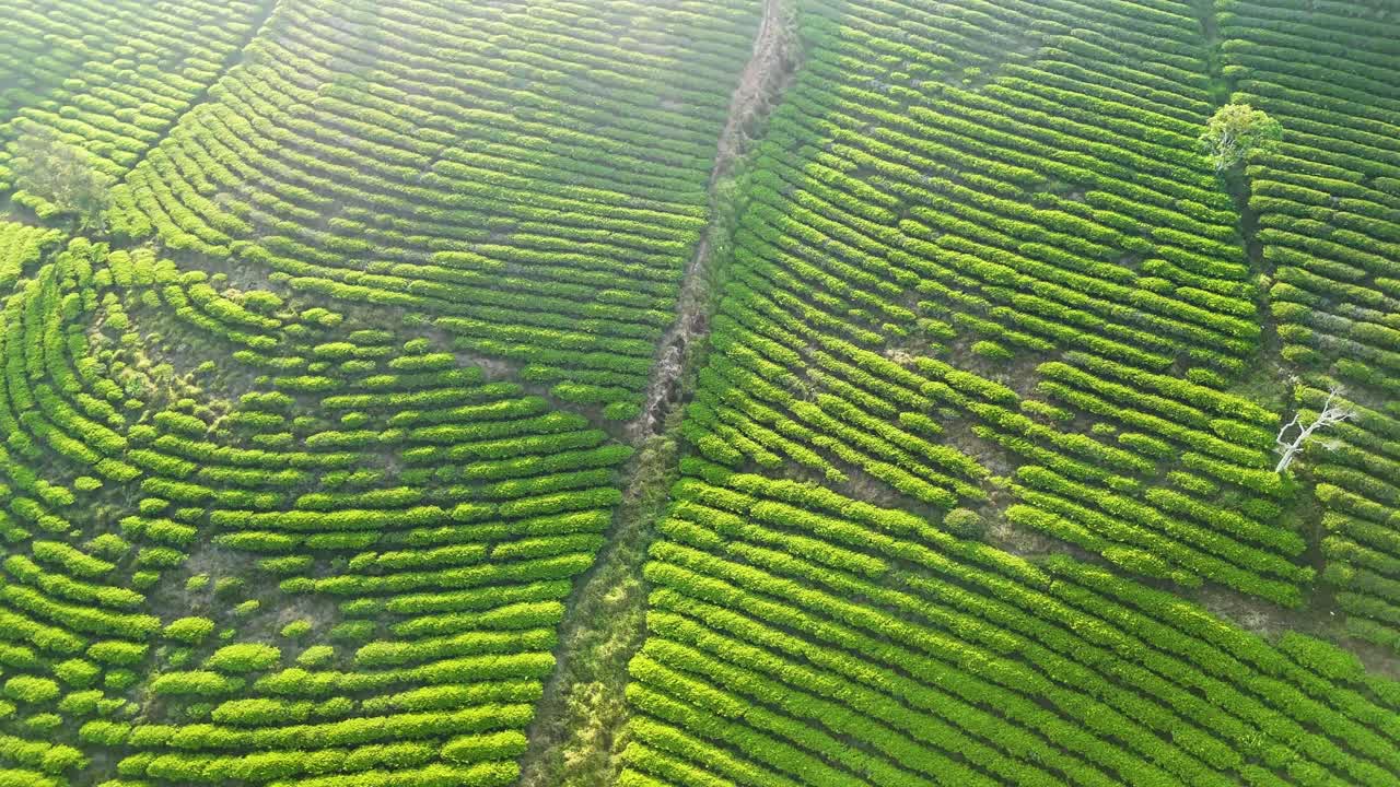 Huge tea hills under the brilliant morning sunlight in Da Lat - Vietnam | Tea fields
