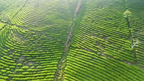 huge tea hills under the brilliant morning sunlight in da lat - vietnam | tea fields