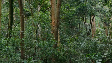 alberi e vegetazione nel bosco