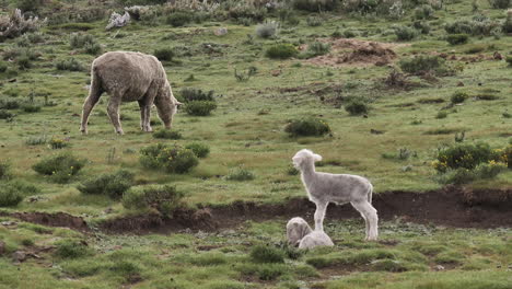 adorable baby lamb sniffs the air as parent grazes nearby