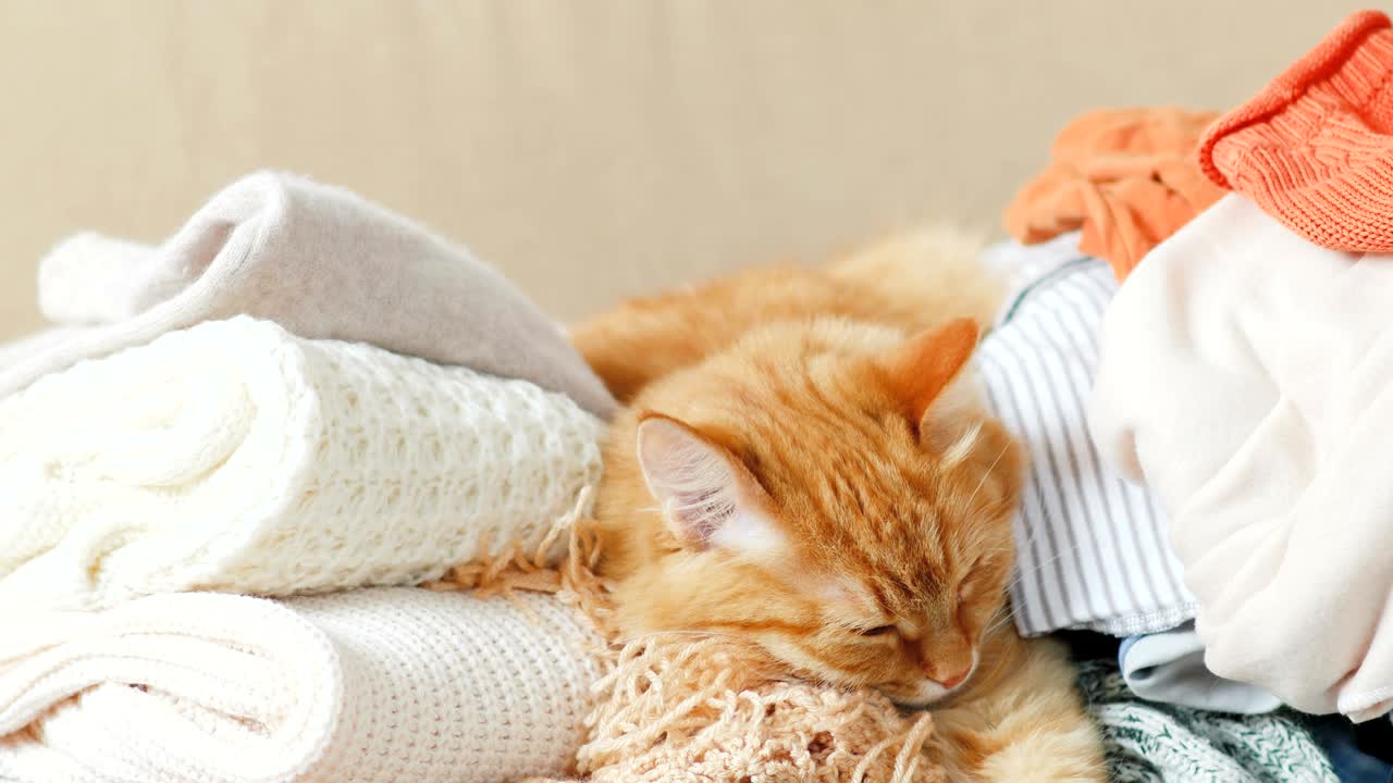 귀여운 진저 고양이가 뜨개질 옷 한 어리 위에서 잠을 자고, 따뜻한 뜨거운 스웨터와 스카프가 무더기로 접혀있다, 털이 많은 애완동물이 카디건 사이에서 잠들고있다.