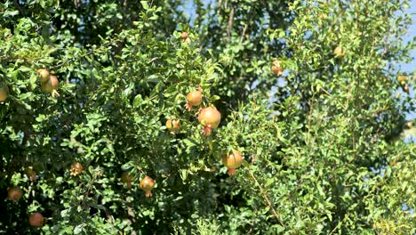 Pomegranate-tree