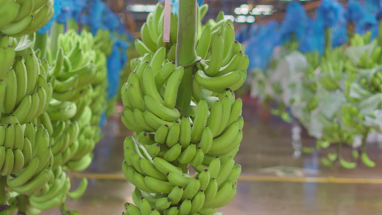 muchas canastas de bananas paradas en las líneas de un transportador automatizado en la planta de procesamiento