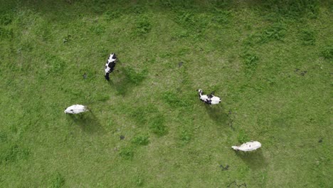 Four-relaxed-cows-grazing-on-fertile-green-pastureland