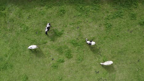 four relaxed cows grazing on fertile green pastureland