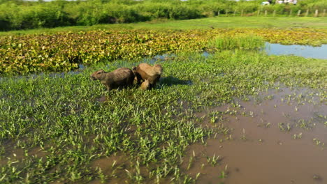 capybara family in the pantanal