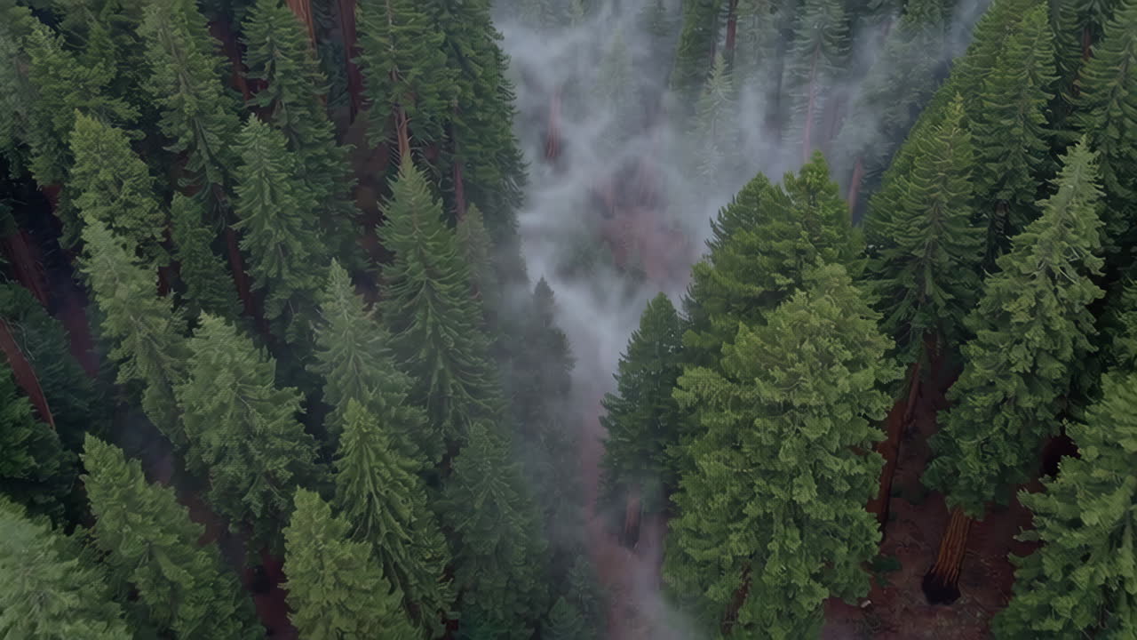 Vista aerea di una foresta di sequoie nebbiosa