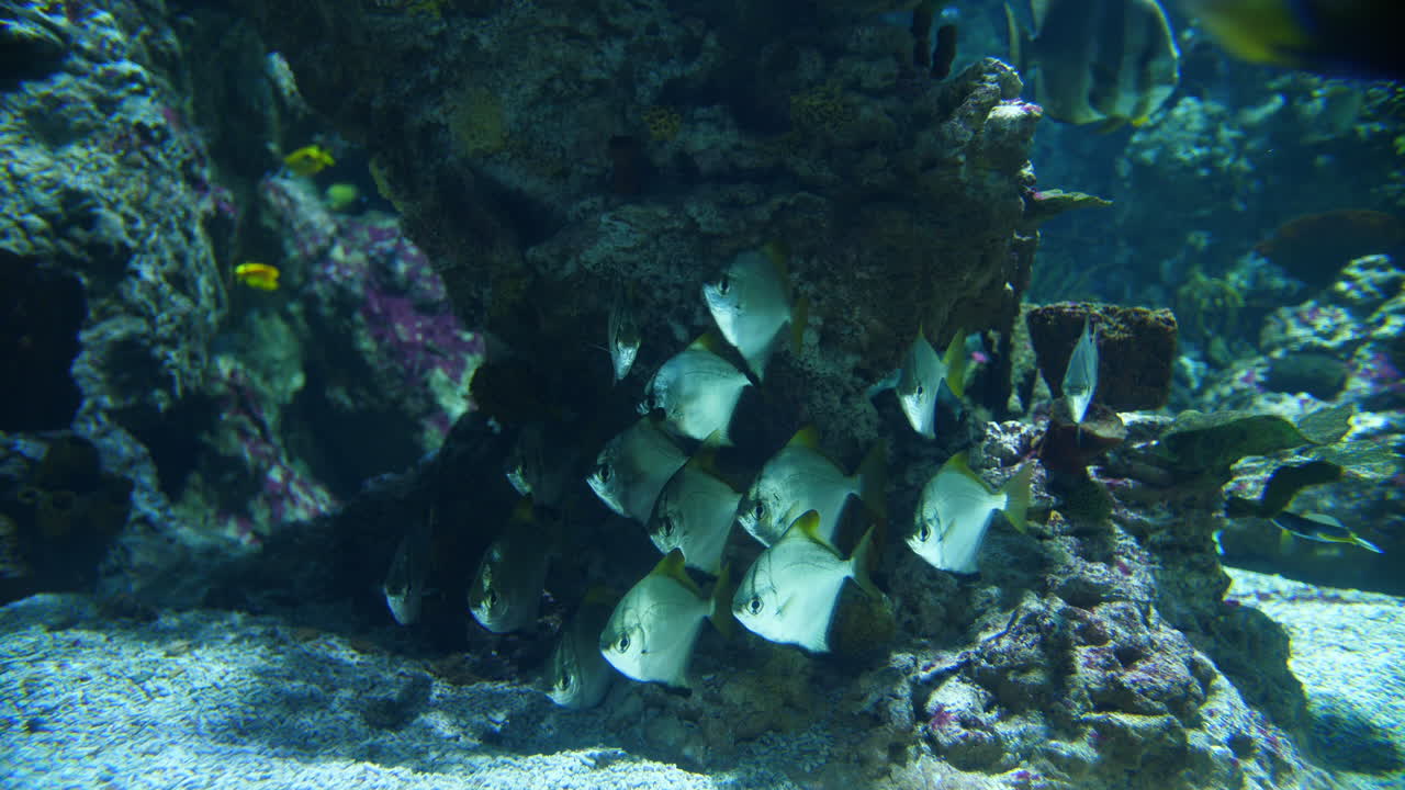 grupo de peces tropicales estáticos en un acuario en el acuario marino de montpellier