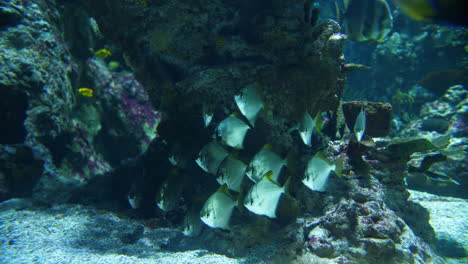 Grupo-De-Peces-Tropicales-Estáticos-En-Un-Acuario-En-El-Seaquarium-De-Montpellier