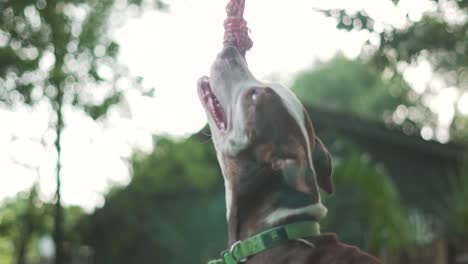 mezcla de pitbull terrier marrón y blanco mastica en una cuerda colgando de un árbol con una valla de madera en el fondo