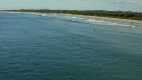 Aerial-flight-of-birds-along-the-coast