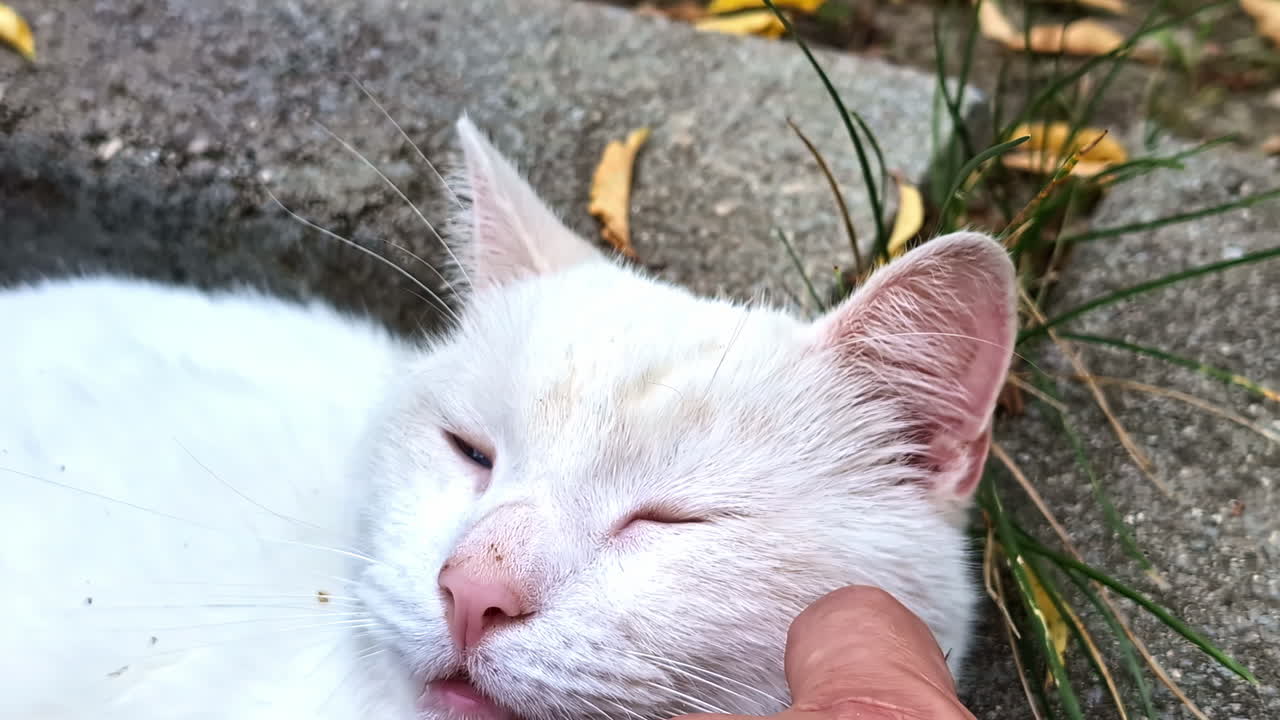 White cat lies on stone sidewalk and enjoys scratching neck. Hand of male passerby scratches mongrel cat on street. Human hand scratching chin and cheek of stray cat