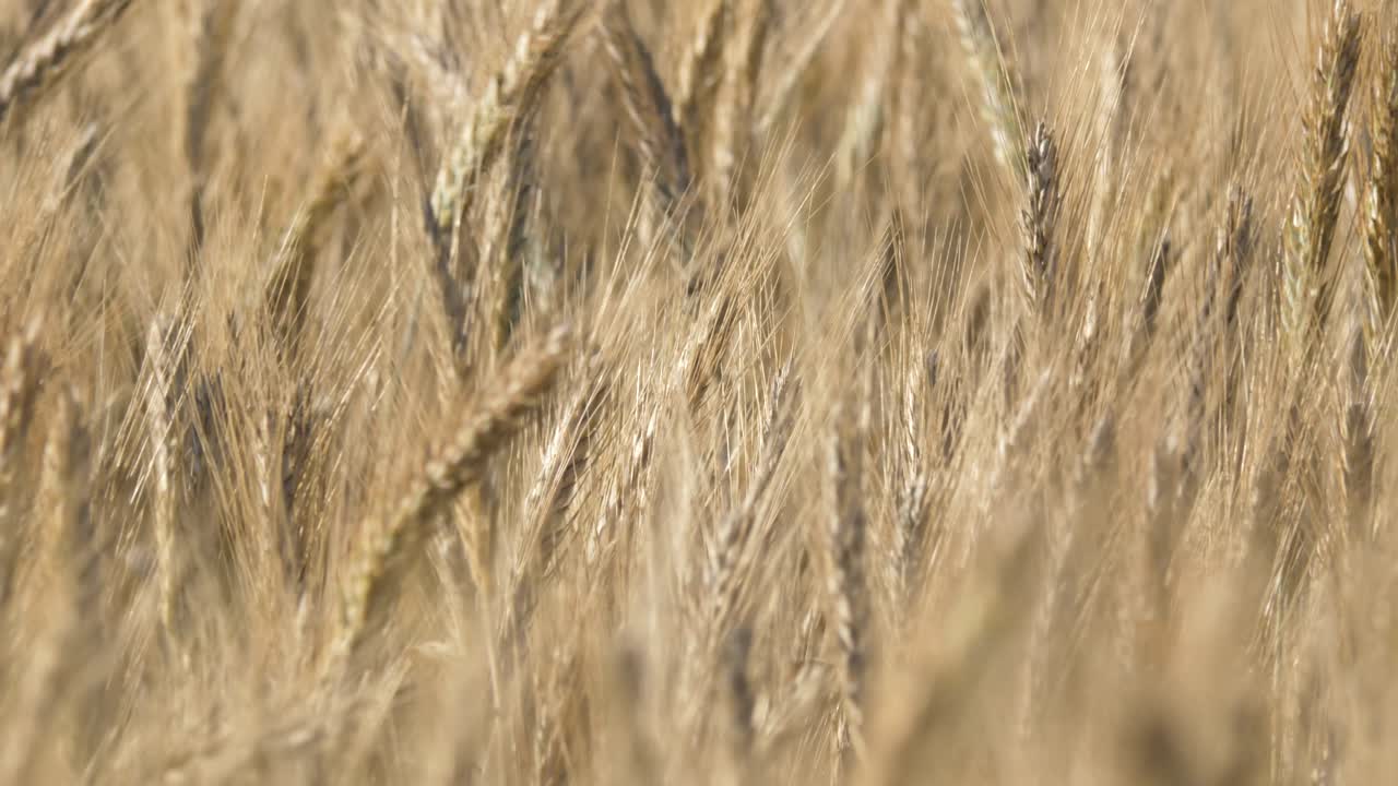 Extreme closeup of wheat blowing in the wind