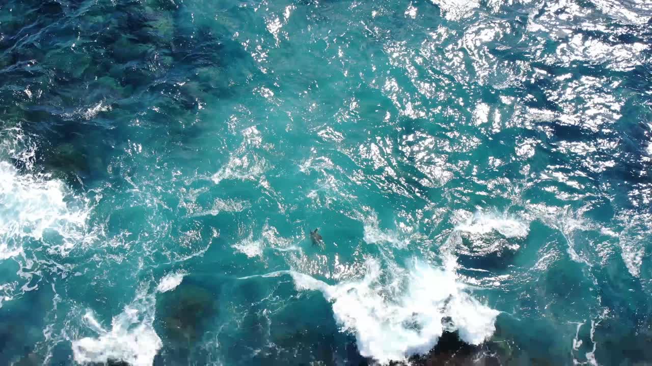 波に引かれて岩から離れて漂うカメ