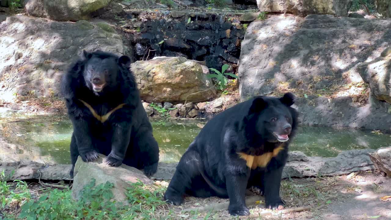dos osos descansando en un hábitat natural