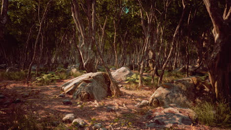 roots of a tree in a misty forest