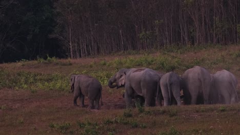 uno mirando a la izquierda listo para moverse con el rebaño, elefante indio elephas maximus indicus, tailandia