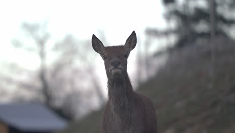 Cute-doe-looks-at-camera---SLOMO