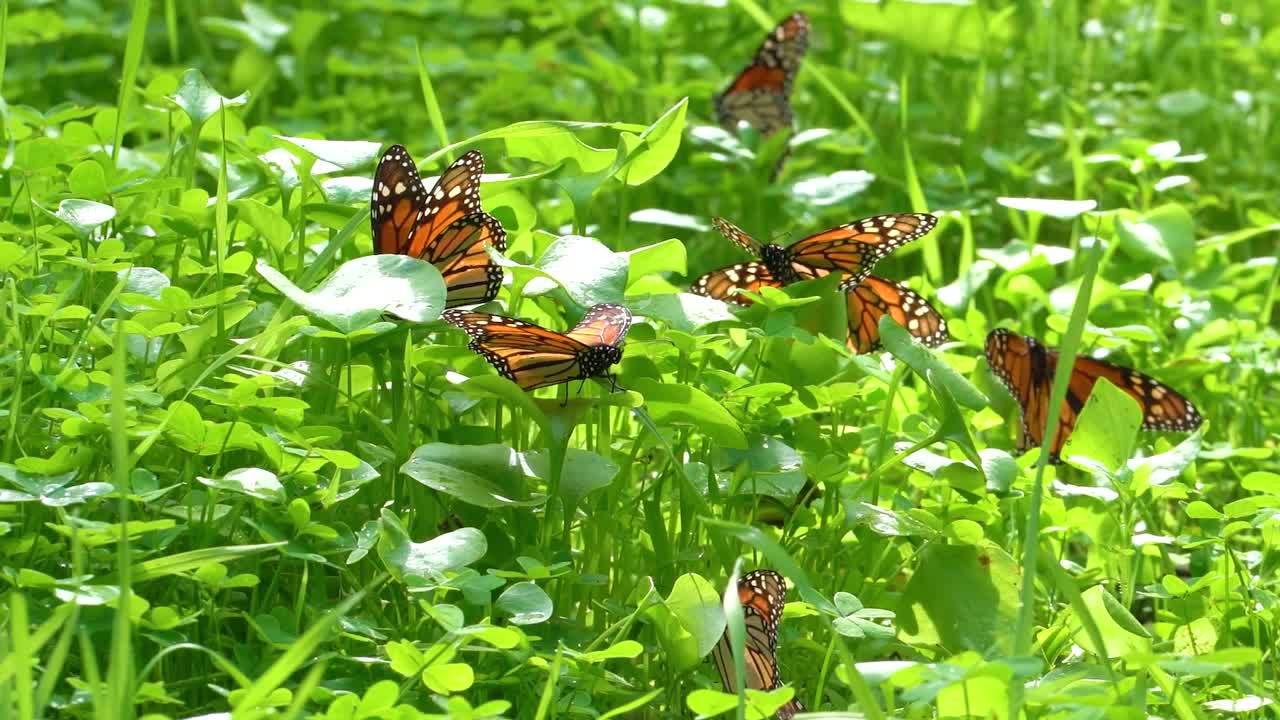 날기 위해 날개를 워밍업하는 제왕나비
