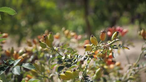 tomato plant in a farm against shallow depth of field