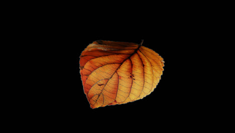 autumn leaves