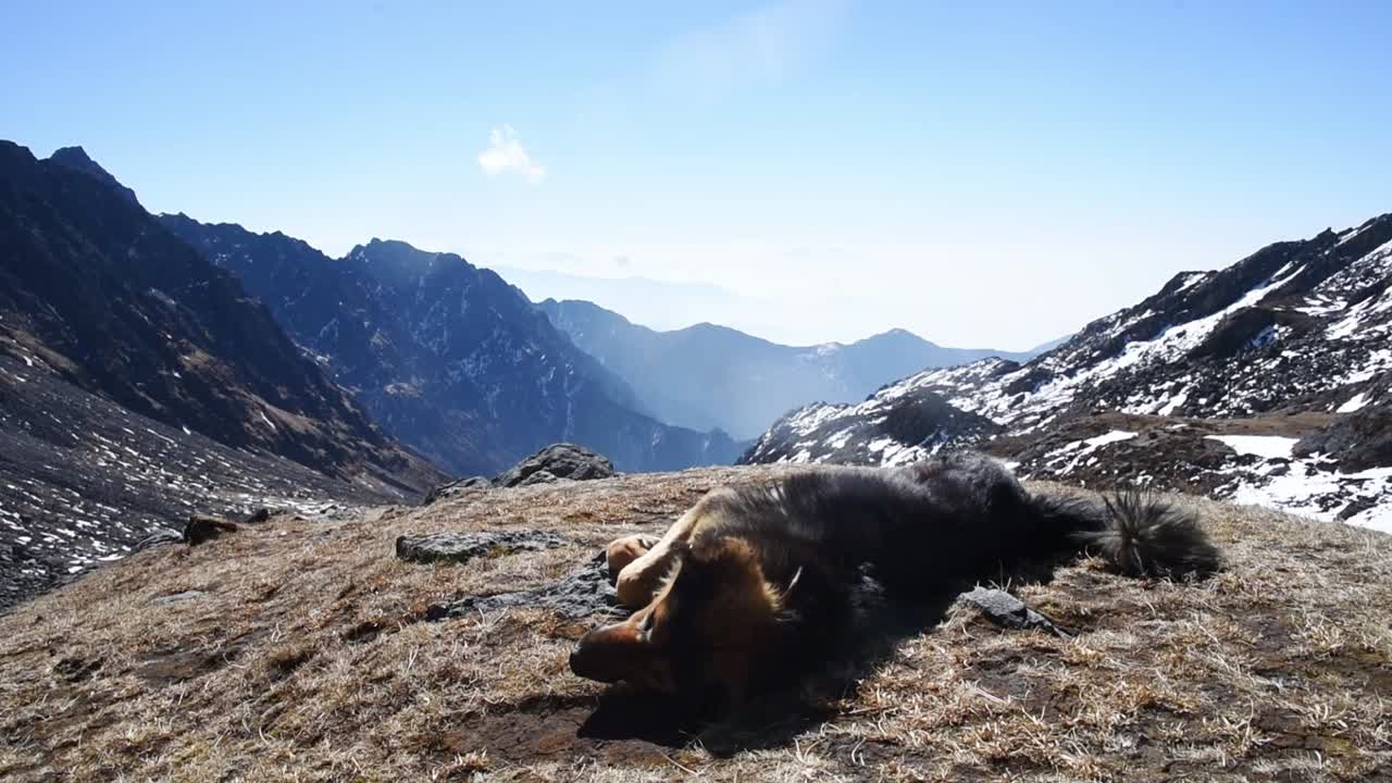 A large Tibetan Mastiff rolls joyfully on dry grass amid snow-capped Himalayan peaks near Langtang, Nepal.