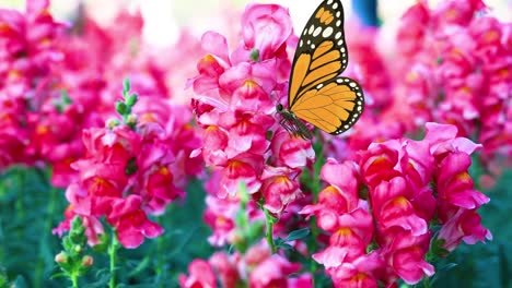 monarch butterfly on pink snapdragon flowers