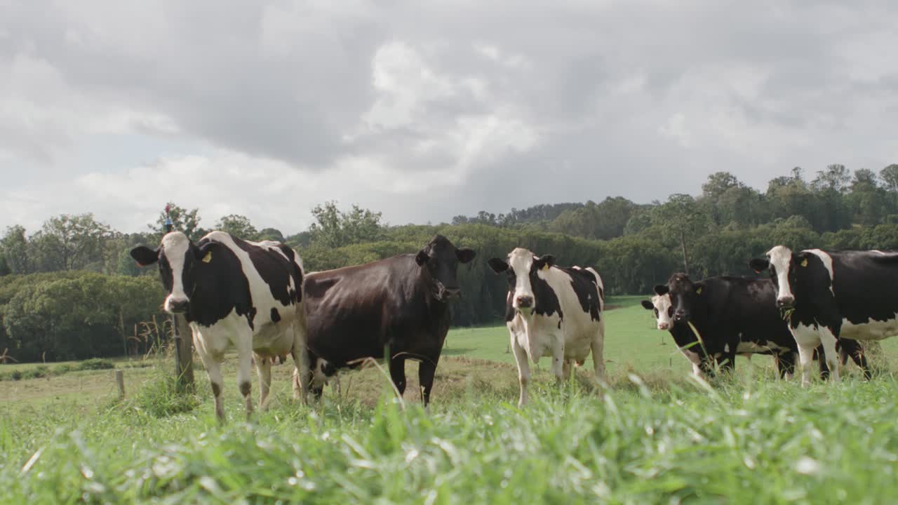 ganado parado en una granja