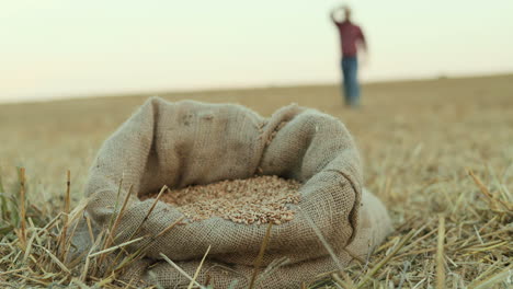 Close-up-of-the-sack-with-grain-on-the-field-and-silhouette-of-a-farmer-walking