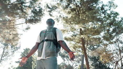 man standing under trees looking at sunlight