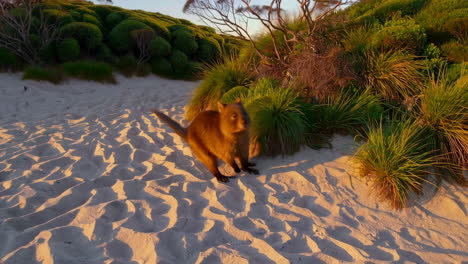 wallaby on the beach at sunset