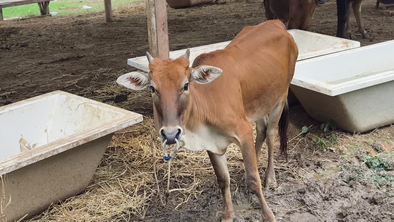 joven ternero marrón en un entorno agrícola