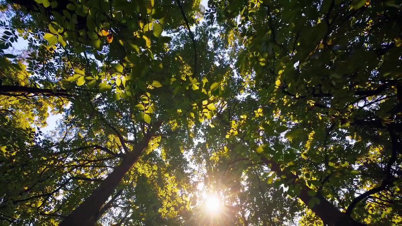 La luce solare filtra attraverso il verde del bosco
