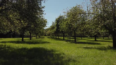 a beautiful green sunny orchard with pink apple blossom trees in somerset