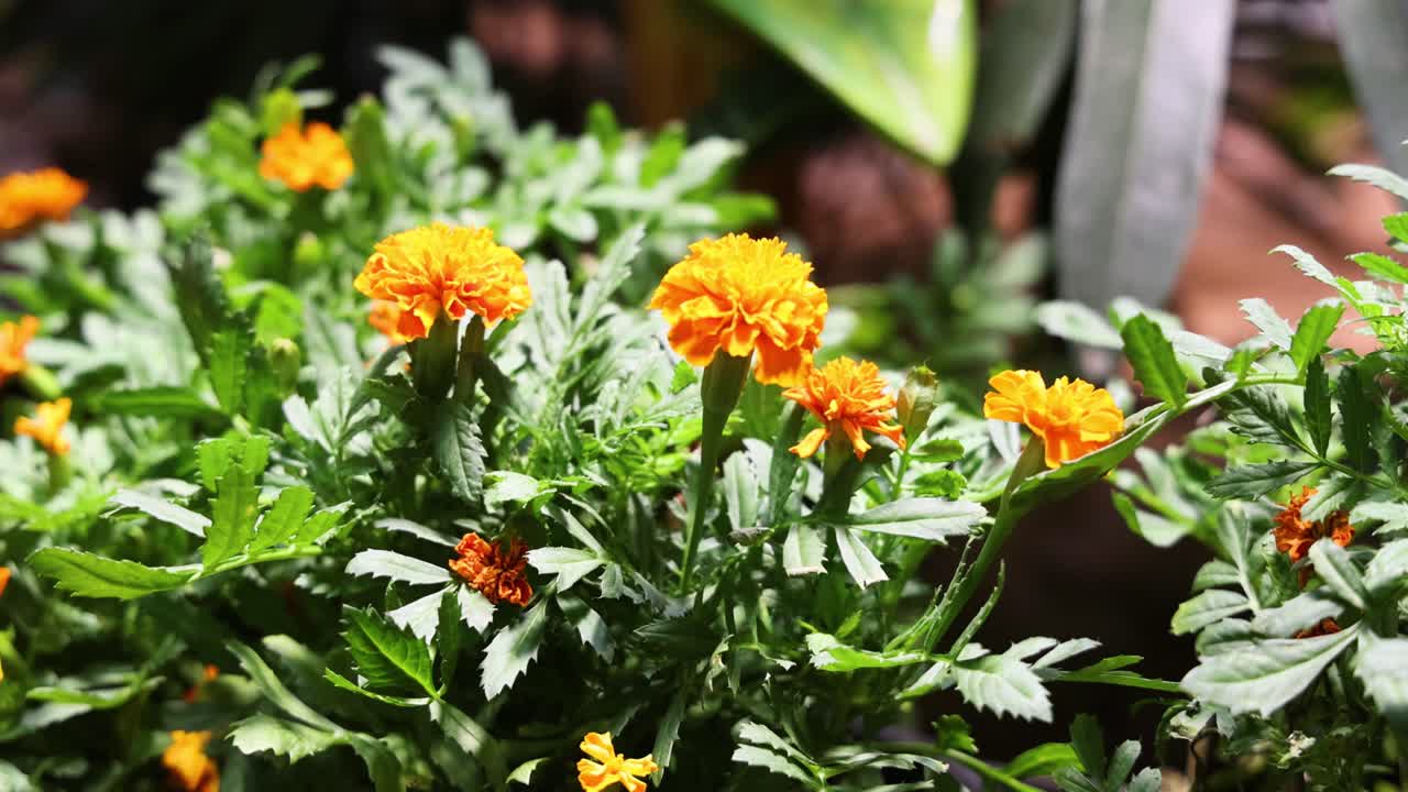 flores de naranja floreciendo en un jardín exuberante