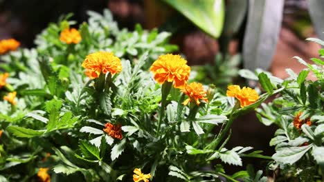 orange flowers blooming in a lush garden