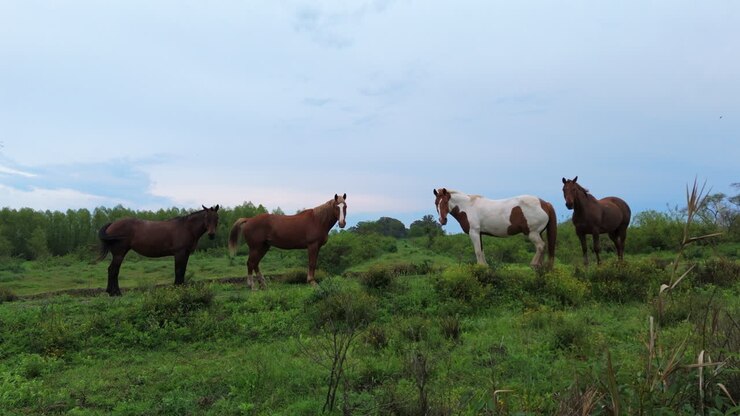 Horses stand calmly on a grassy rise in the Paraná Delta wetlands, surrounded by tall plants and evening light, with scattered trees in the distance and a pale sky, drone dolly in shot