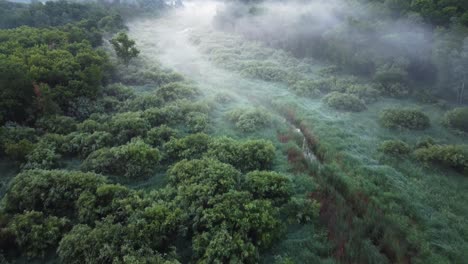 mañana nublada a lo largo de un arroyo en el bosque