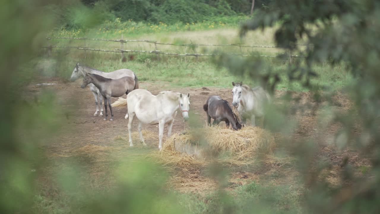 Cavalli in una stalla all'aperto che mangiano fieno