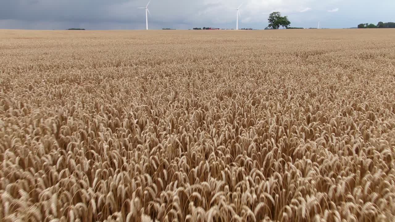 inclinarse desde el campo de trigo hasta el horizonte y las turbinas eólicas en el campo europeo