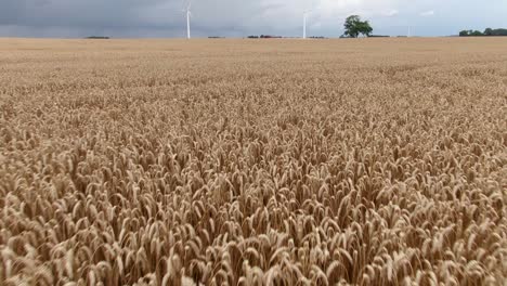 inclinarse desde el campo de trigo hasta el horizonte y las turbinas eólicas en el campo europeo