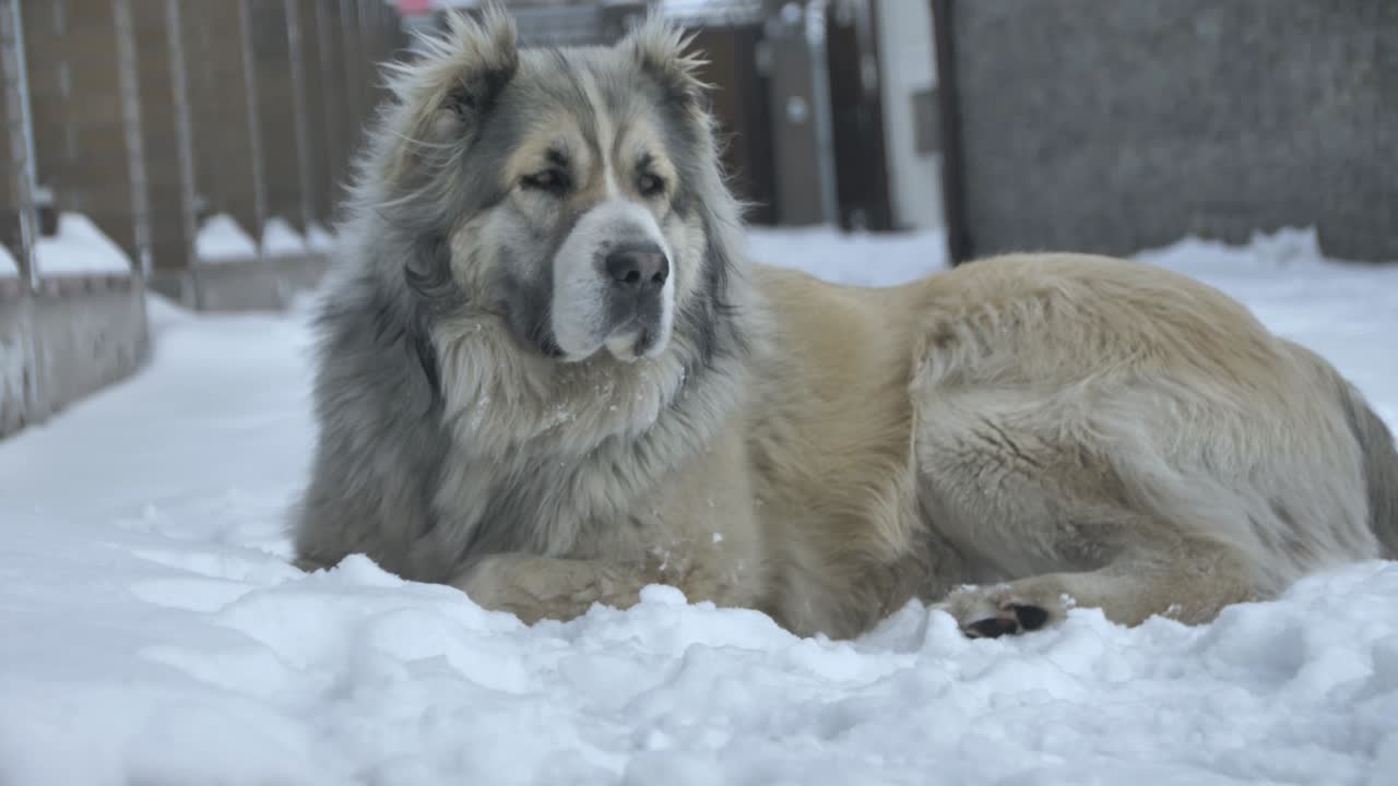 the dog smelled something