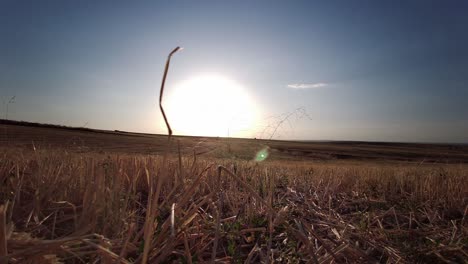 campo de cultivo cosechado y sol en el fondo