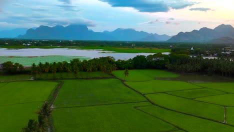 beautiful landscape growing paddy rice field with mountain and sky background in nagercoil. tamil nadu