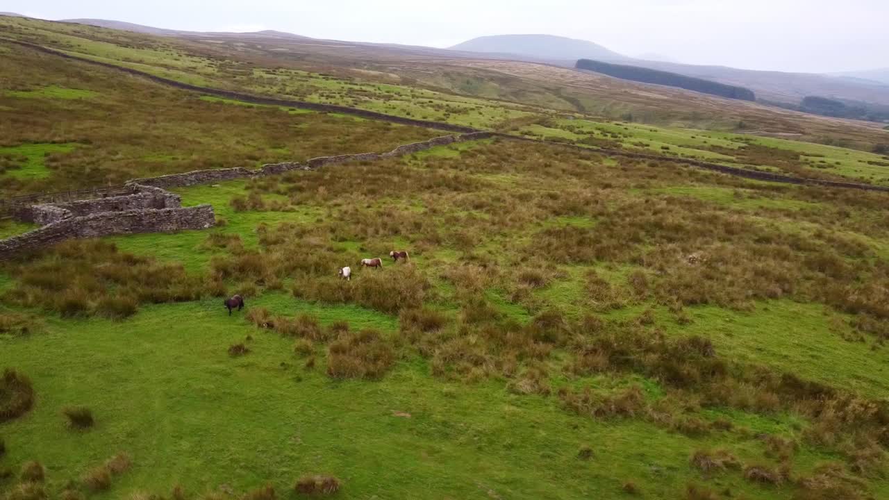 vista aérea de drones de ponis shetland en yorkshire moors valley en verano