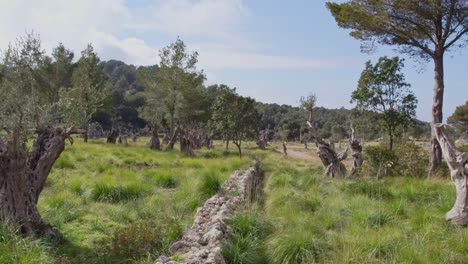 Slow-flying-over-stone-wall-surround-by-trees-at-Mallorca-island,-aerial