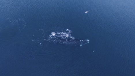 Gaviotas-Sobrevolando-La-Familia-De-Las-Ballenas-Francas-Australes-Jugando-Con-Un-León-Marino-En-El-Mar-Patagónico