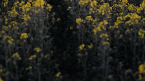 Un-Gran-Campo-De-Colza-Floreciente-Después-Del-Atardecer-En-Alemania